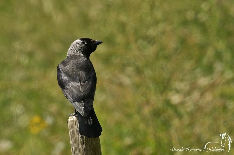 Western Jackdaw