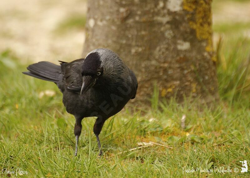 Western Jackdaw