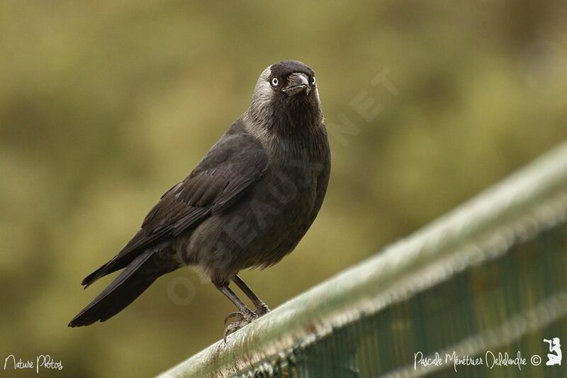 Western Jackdaw