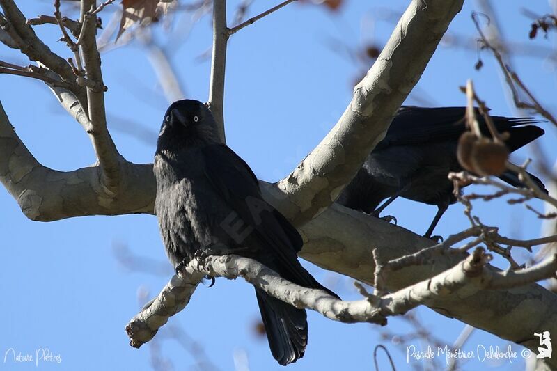 Western Jackdaw