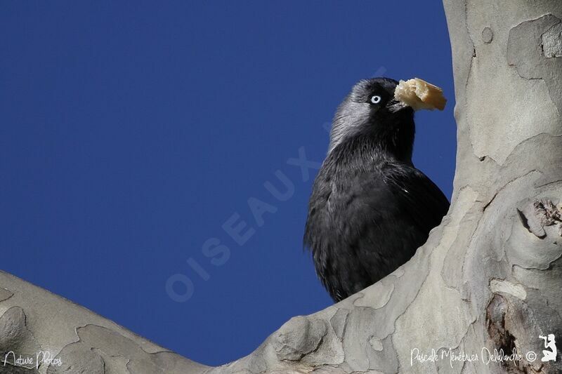 Western Jackdaw