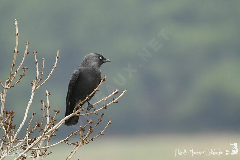 Western Jackdaw