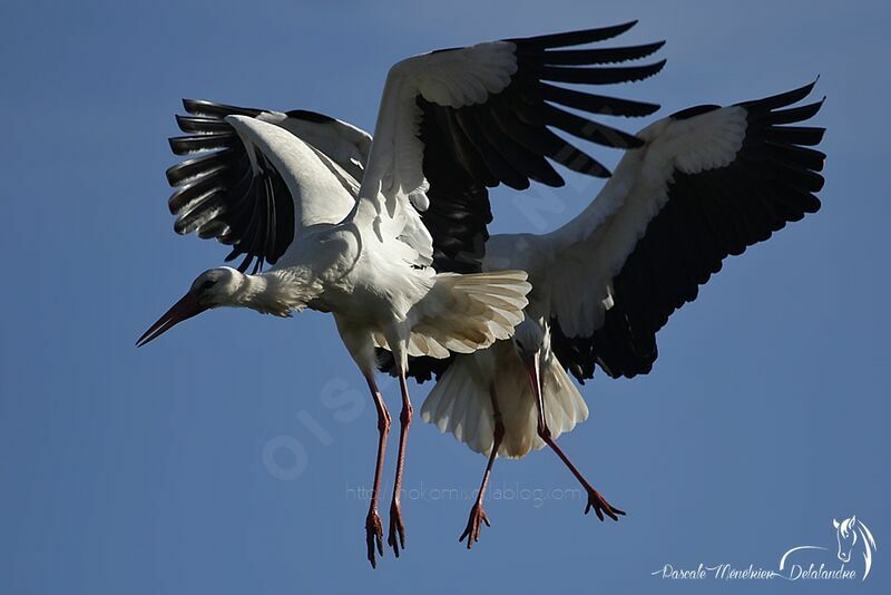 Cigogne blanche