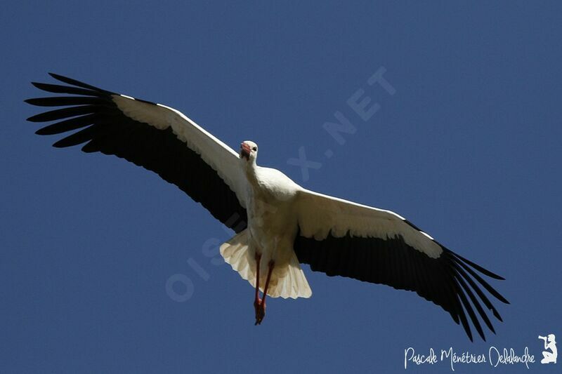 Cigogne blanche