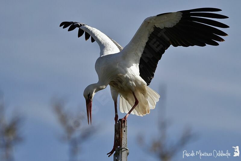 White Stork