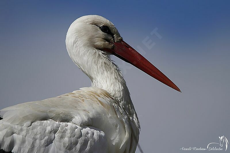 Cigogne blanche