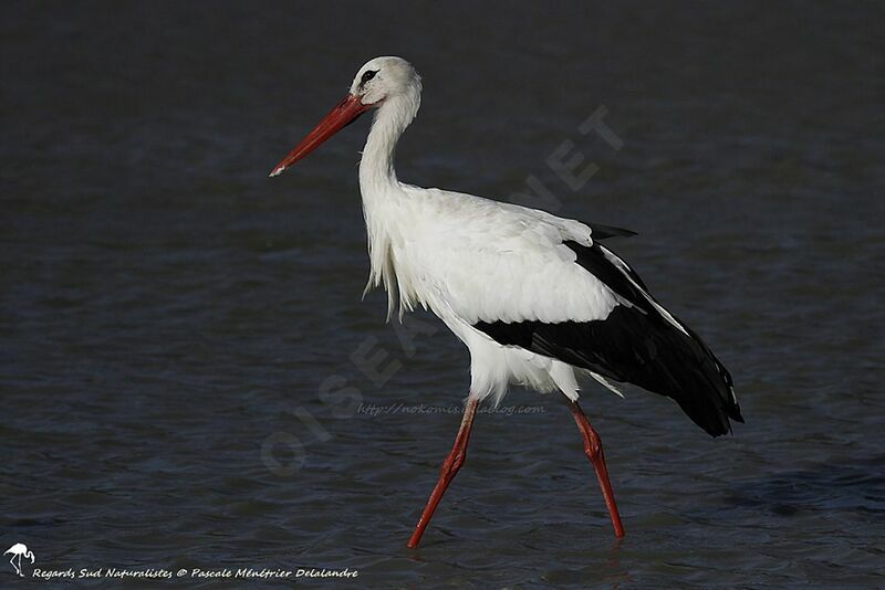 White Stork