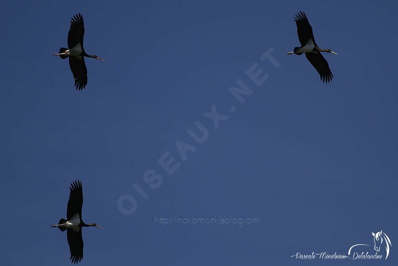 Black Stork