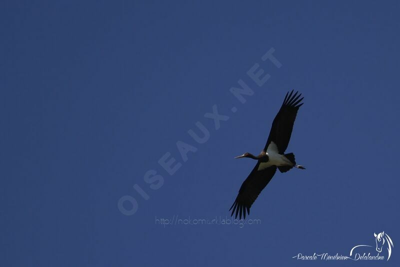 Black Stork