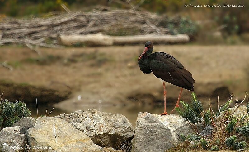 Cigogne noire