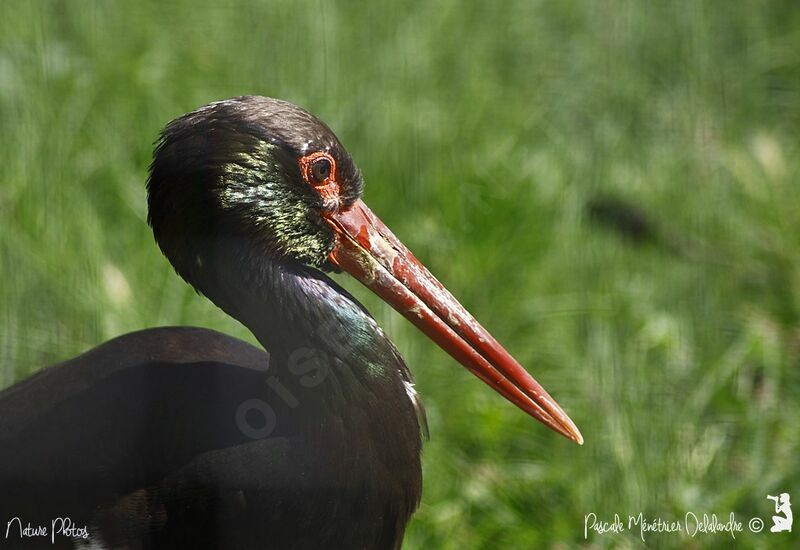 Cigogne noire