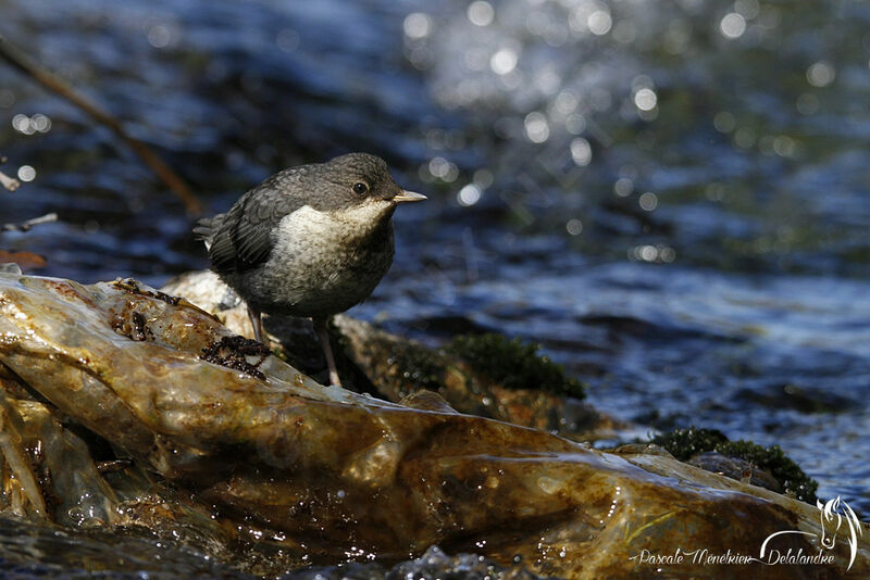 White-throated Dipperjuvenile