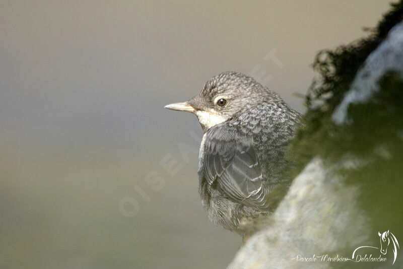 White-throated Dipperjuvenile