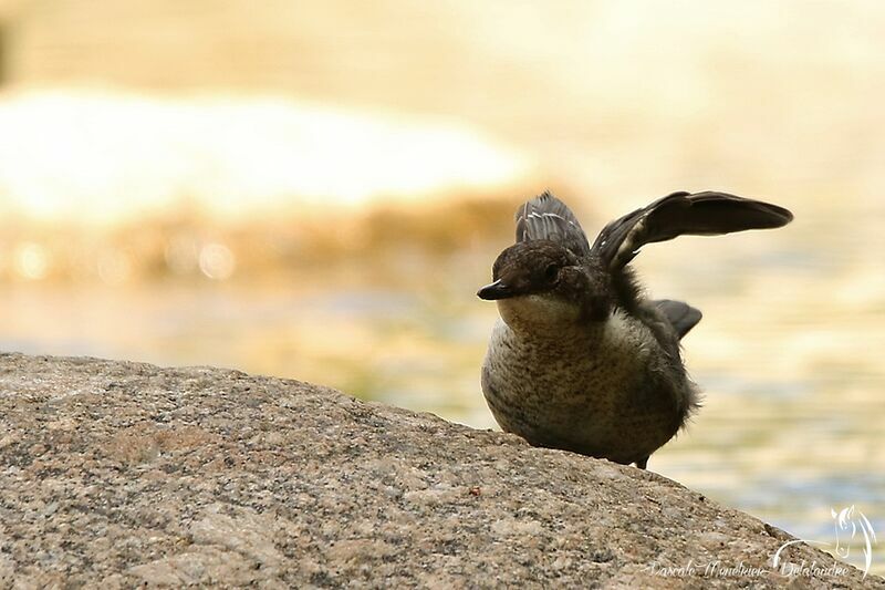 White-throated Dipperjuvenile