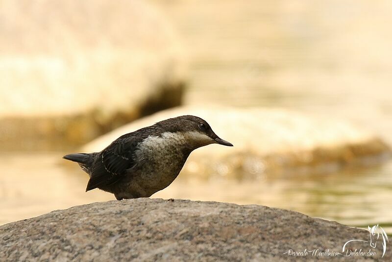 White-throated Dipperjuvenile