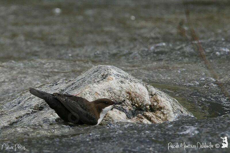 White-throated Dipper