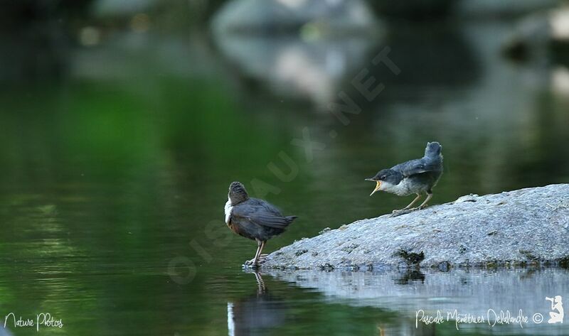 White-throated Dipper