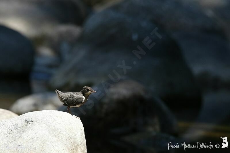 White-throated Dipper