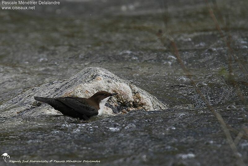 White-throated Dipper