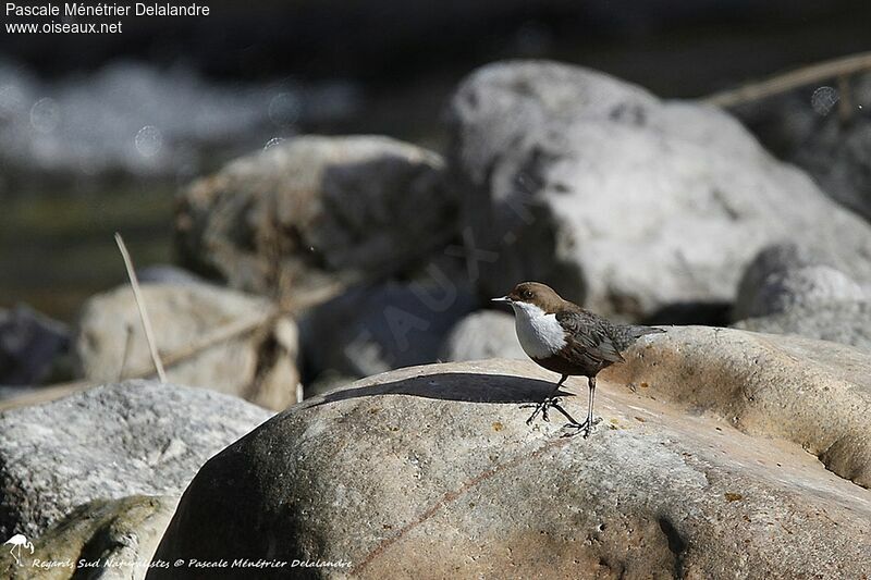 White-throated Dipper