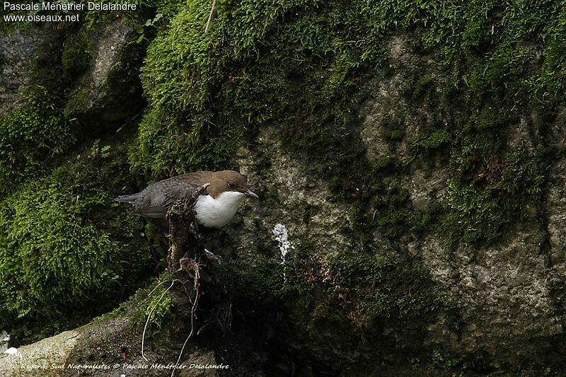 White-throated Dipper