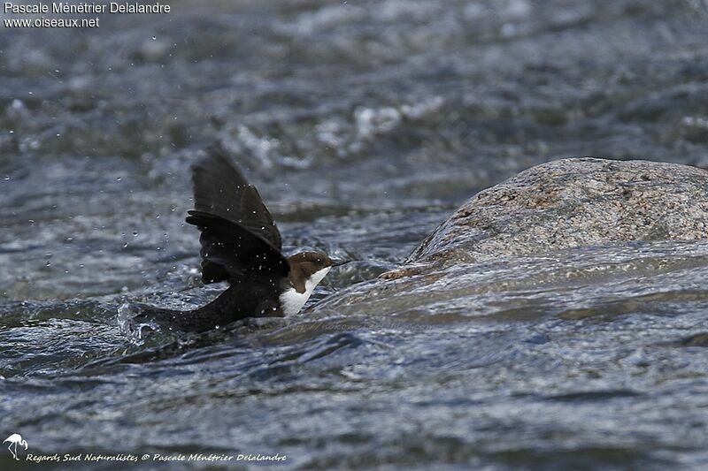 White-throated Dipper