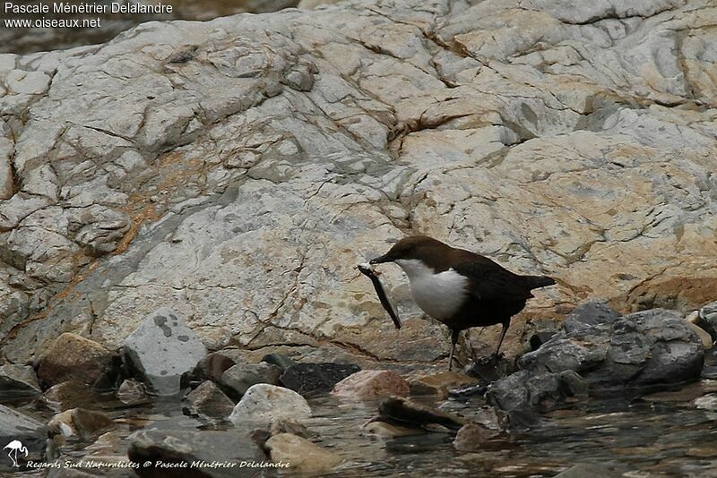 White-throated Dipper