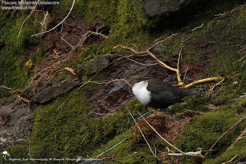 White-throated Dipper