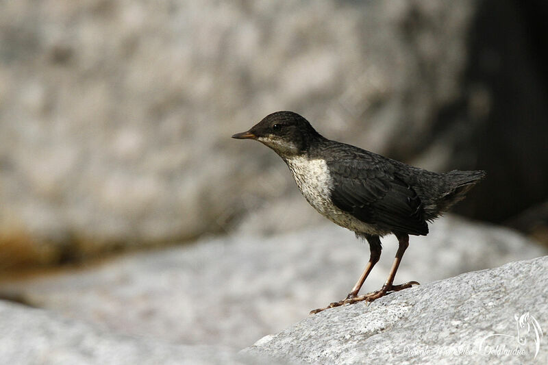 White-throated Dipperjuvenile