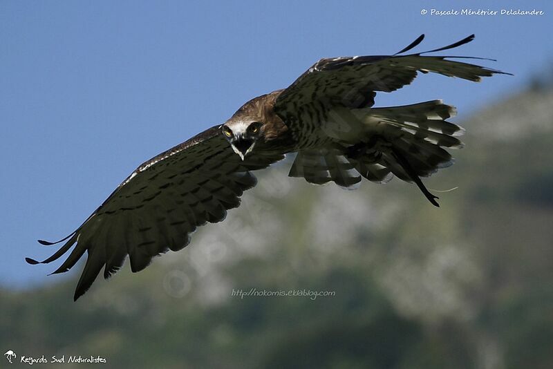 Short-toed Snake Eagle