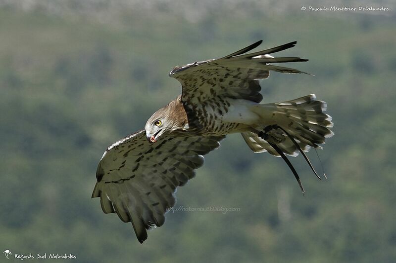 Short-toed Snake Eagle