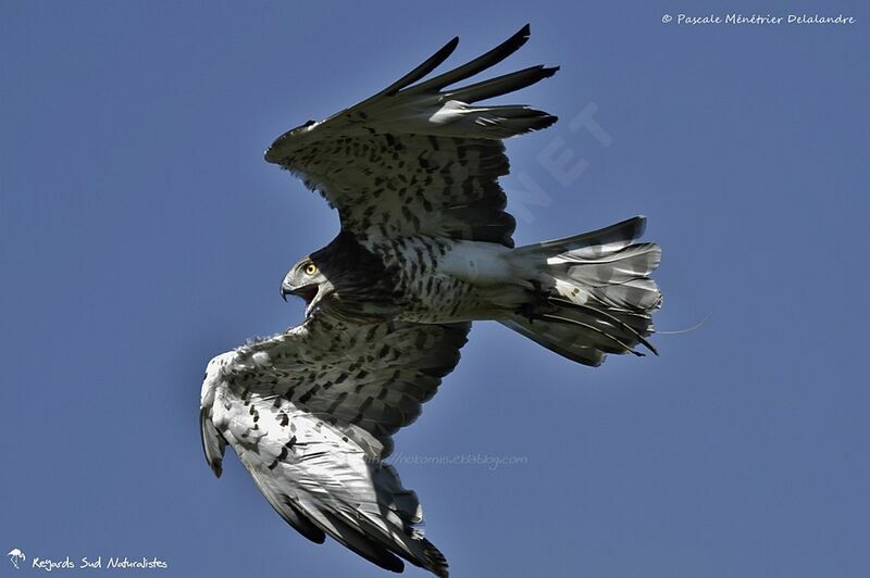 Short-toed Snake Eagle