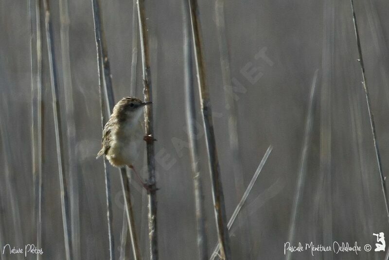 Zitting Cisticola