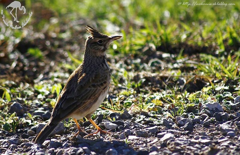 Cochevis huppé