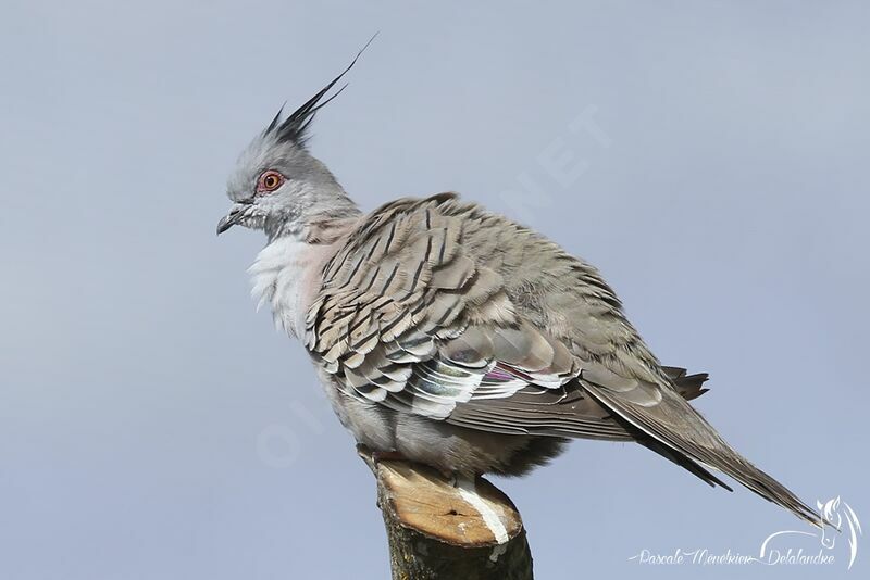 Crested Pigeon