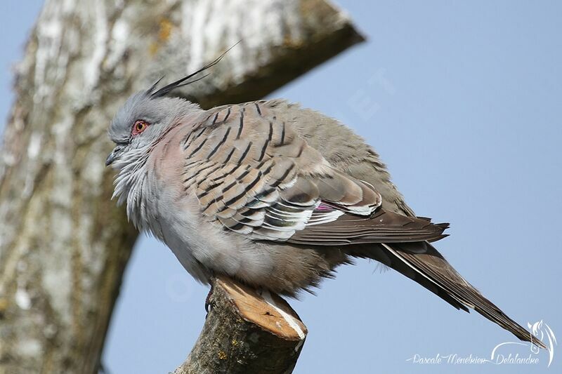 Crested Pigeon