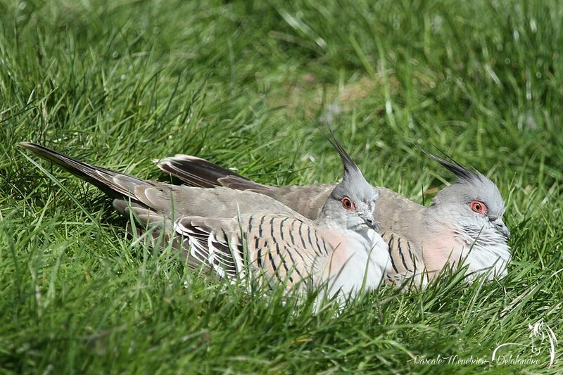 Crested Pigeon