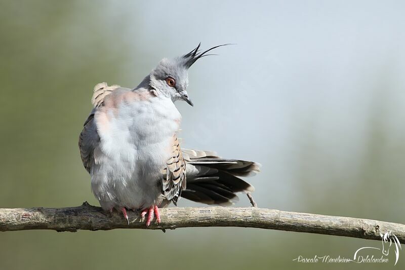 Crested Pigeon