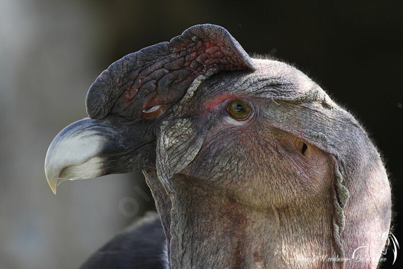 Andean Condor male