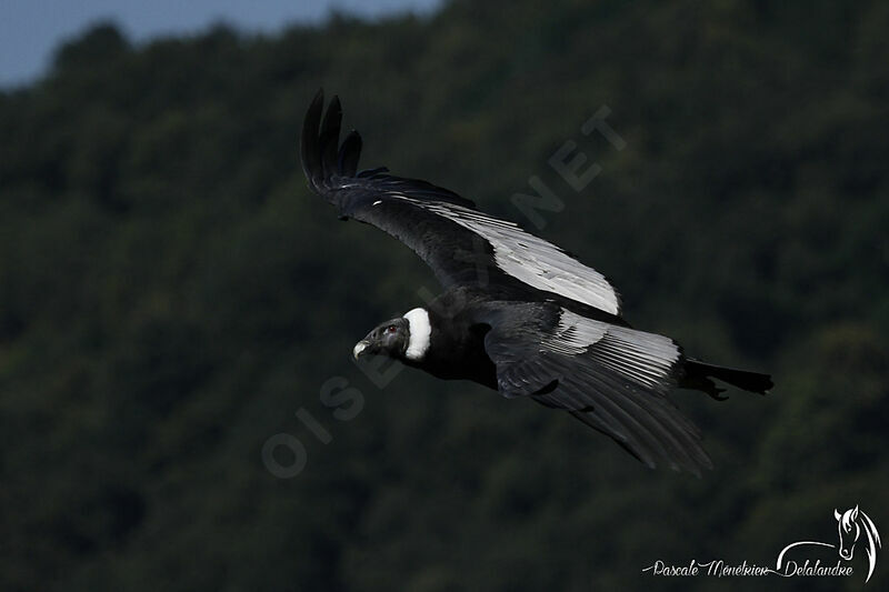 Condor des Andes femelle