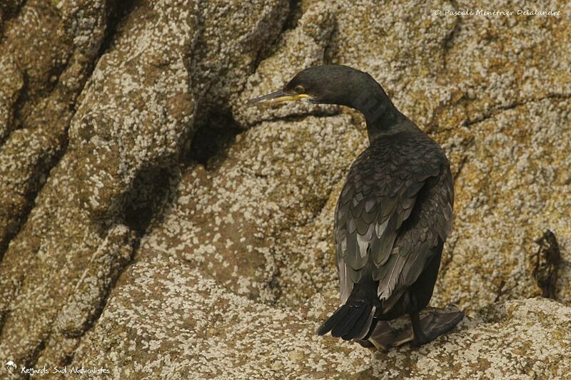 European Shag