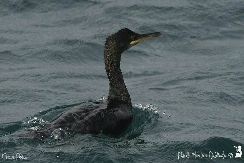 European Shag