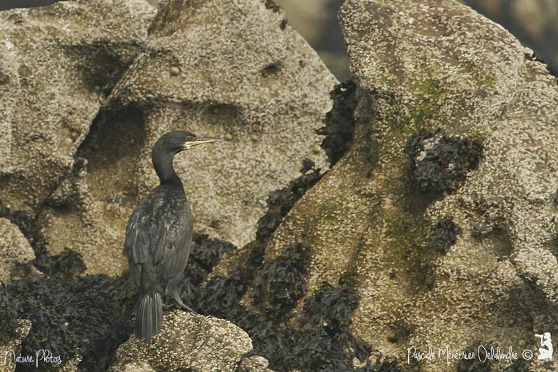 European Shag