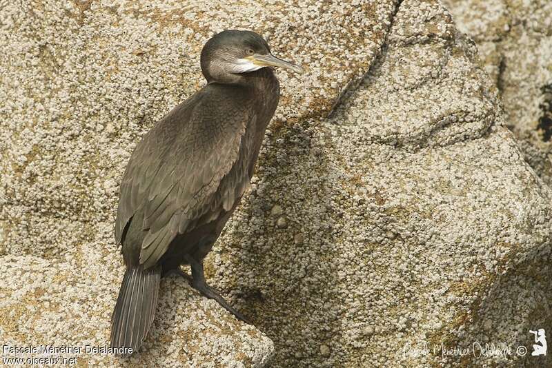 Cormoran huppé1ère année, identification