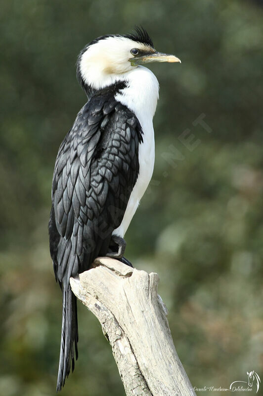 Little Pied Cormorant