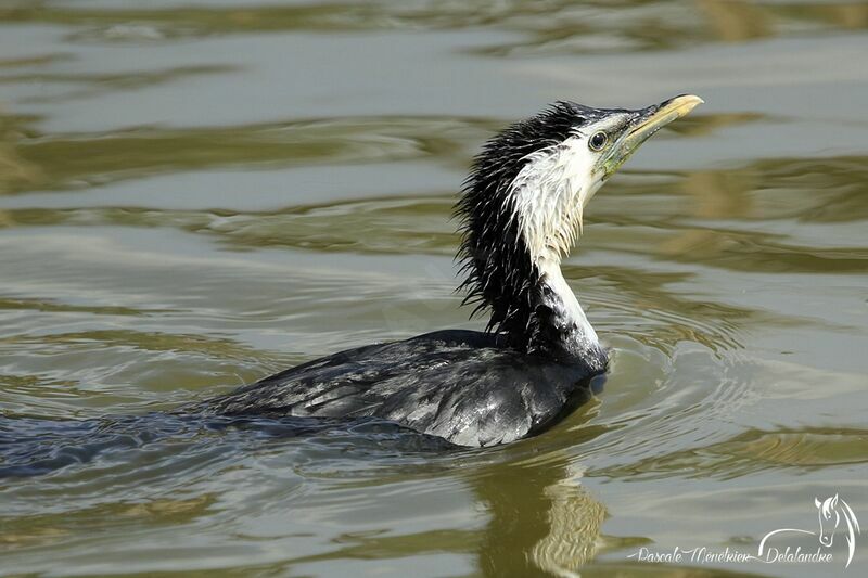 Little Pied Cormorant