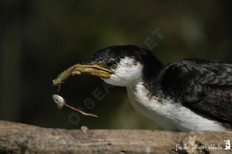 Little Pied Cormorant