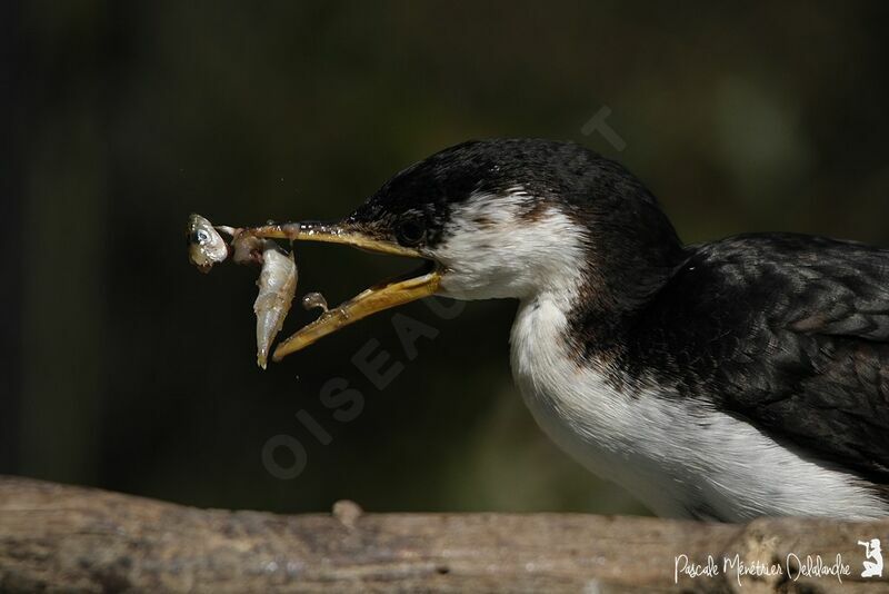 Little Pied Cormorant