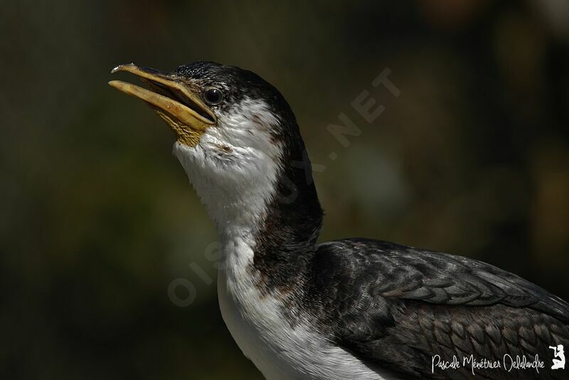 Little Pied Cormorant