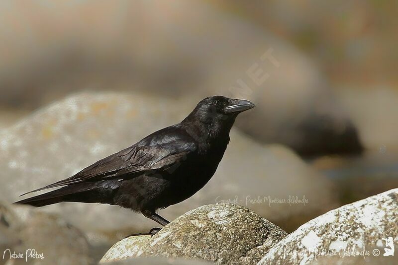 Carrion Crow